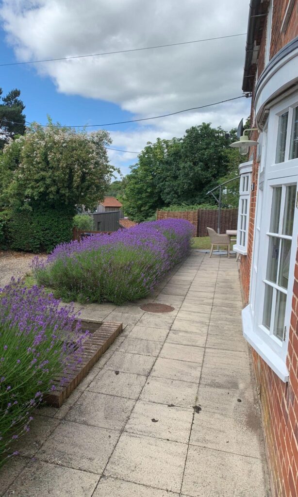 A garden with lavender bushes and trees in the background.