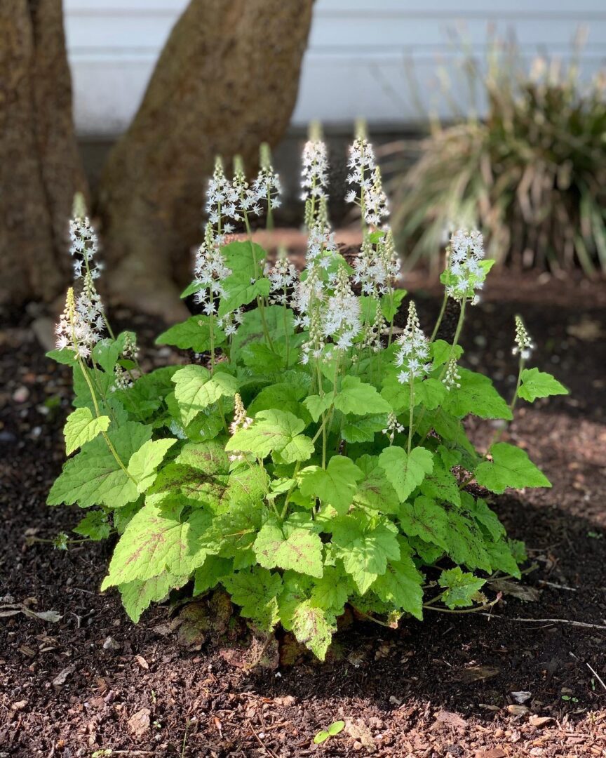 A plant with green leaves and white flowers.