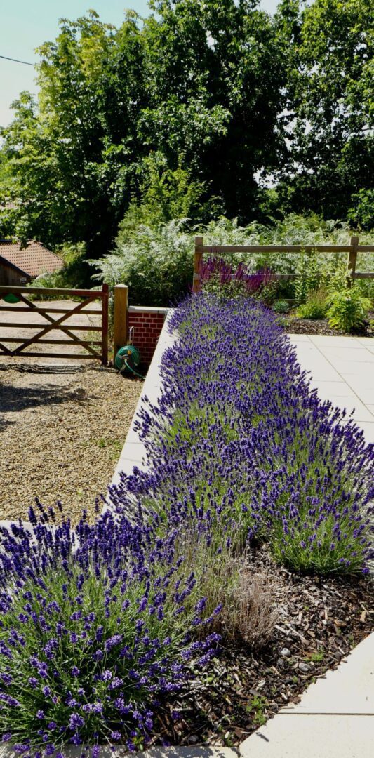 A garden with purple flowers and a fence.