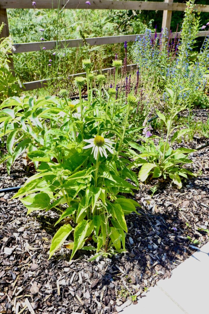 A plant that is growing in the dirt.