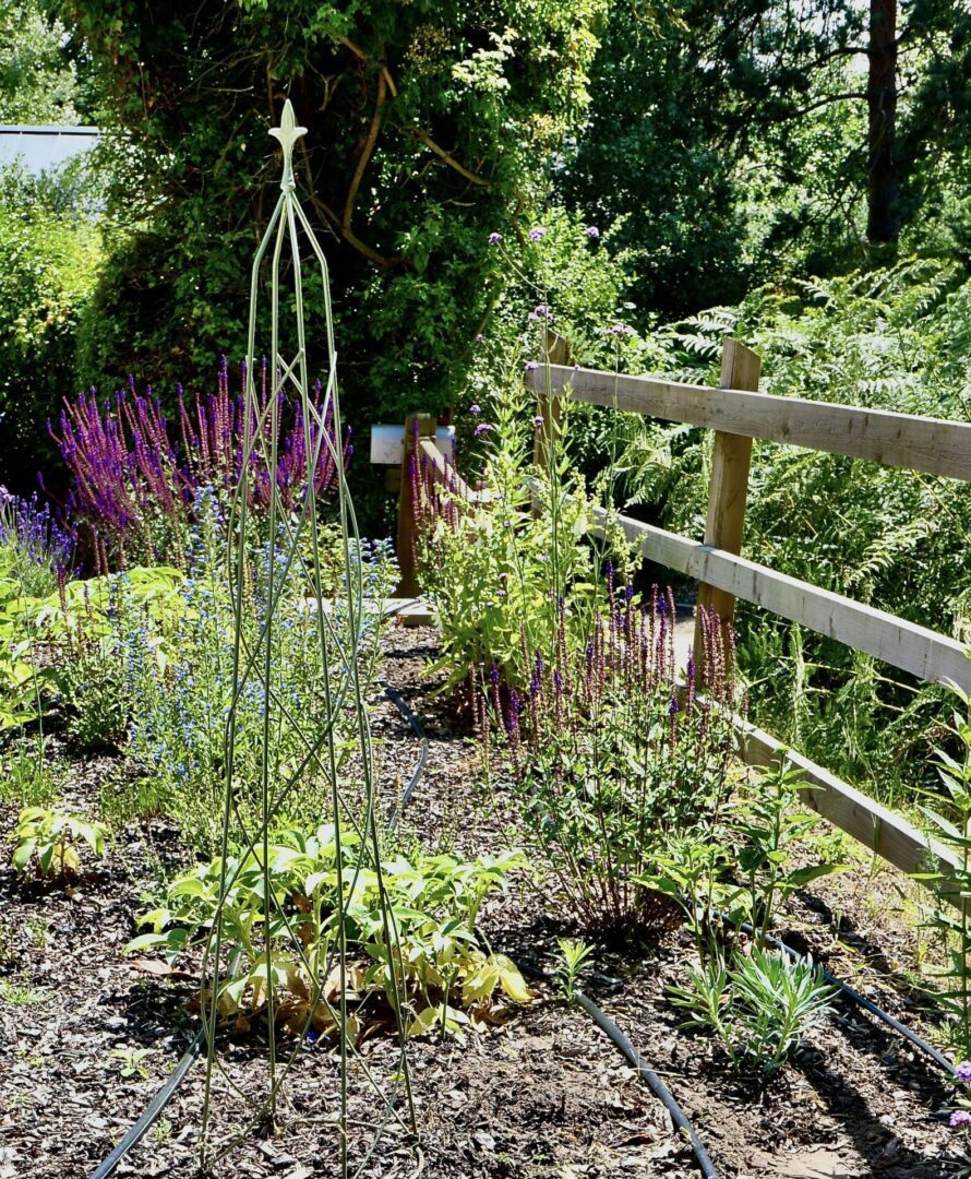 A garden with many plants and trees