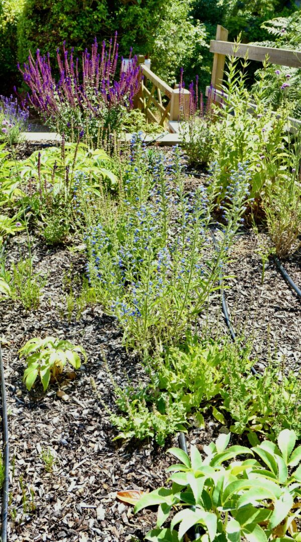 A garden with many plants and bushes