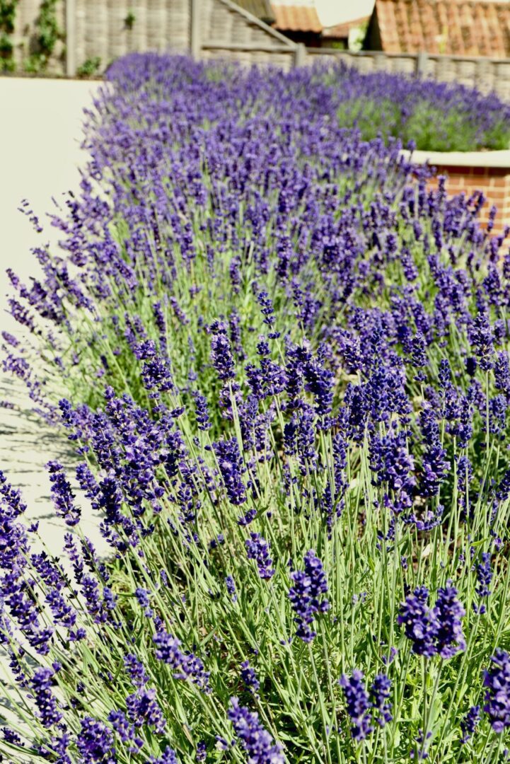 A close up of purple flowers in the grass.