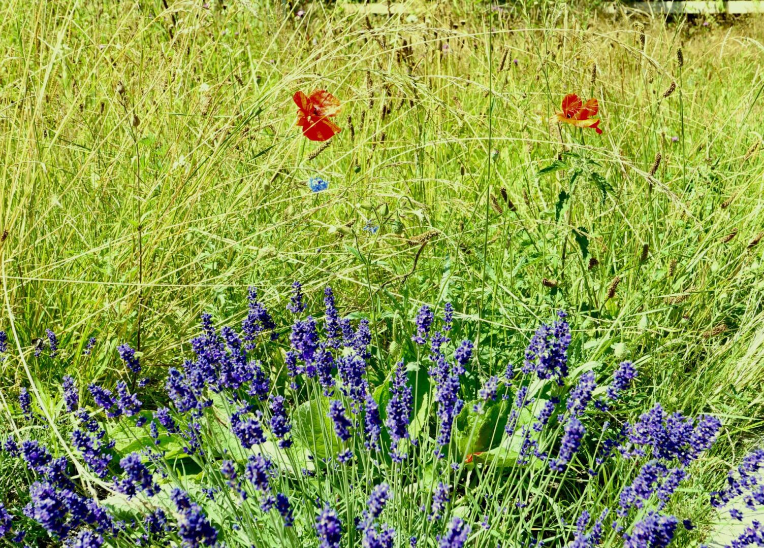 A field of purple flowers and green grass.