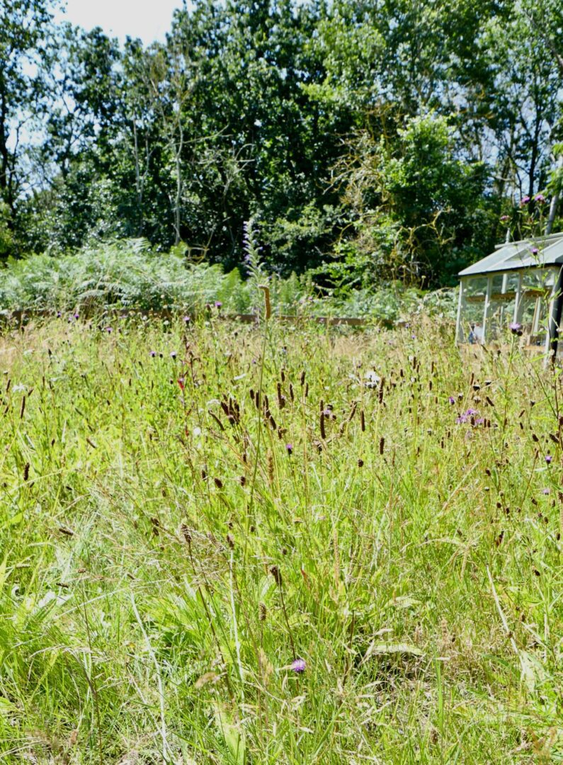 A field of tall grass with trees in the background.