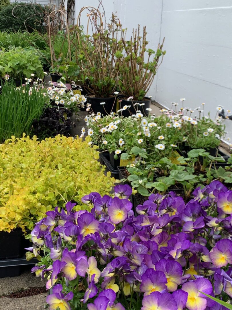 A close up of many different plants in pots