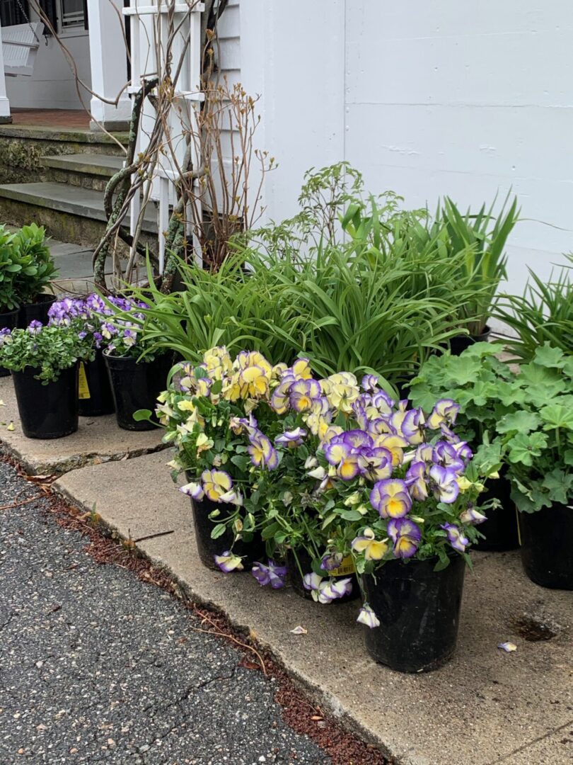 A row of potted plants sitting on the side of a road.