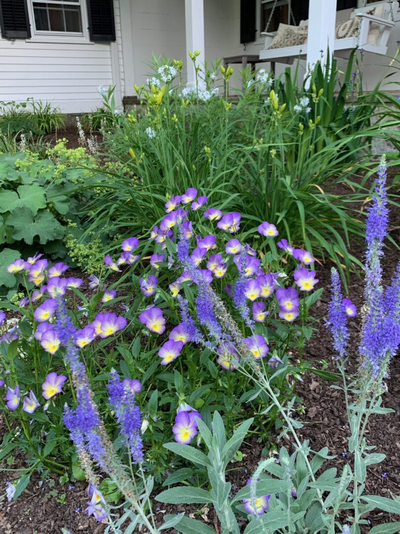 A garden with purple flowers and green plants.