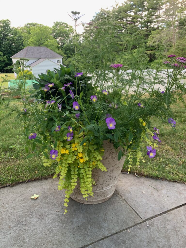 A large planter filled with purple flowers on top of a patio.