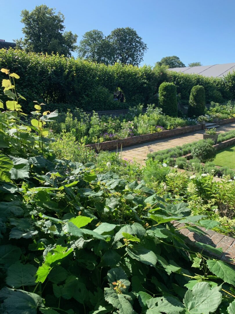 A garden with many plants and bushes