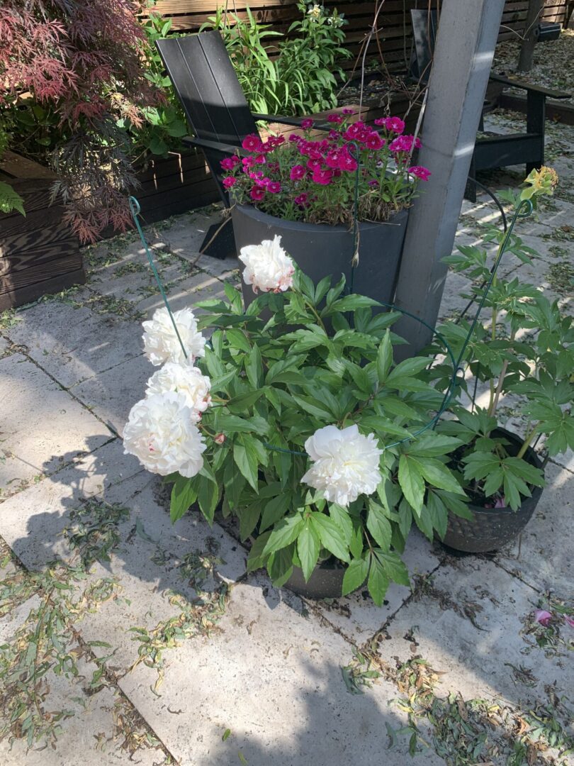 A flower pot with white flowers in it.