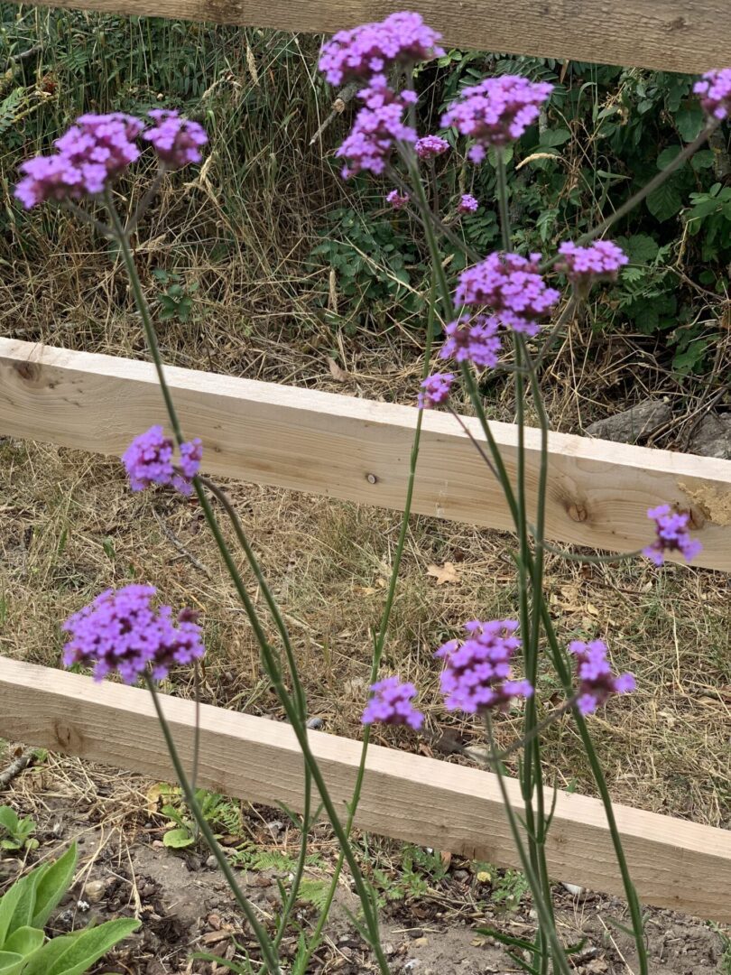 Purple flowers in a wooden box near some grass.