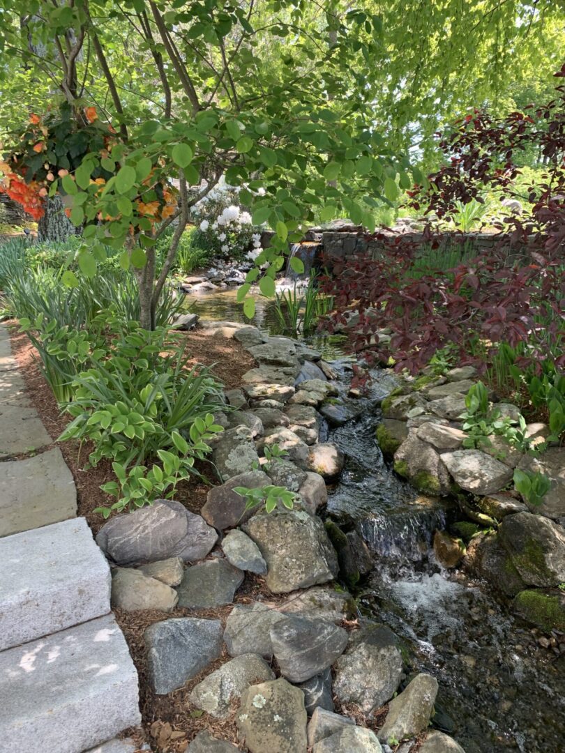 A garden with rocks and plants in it