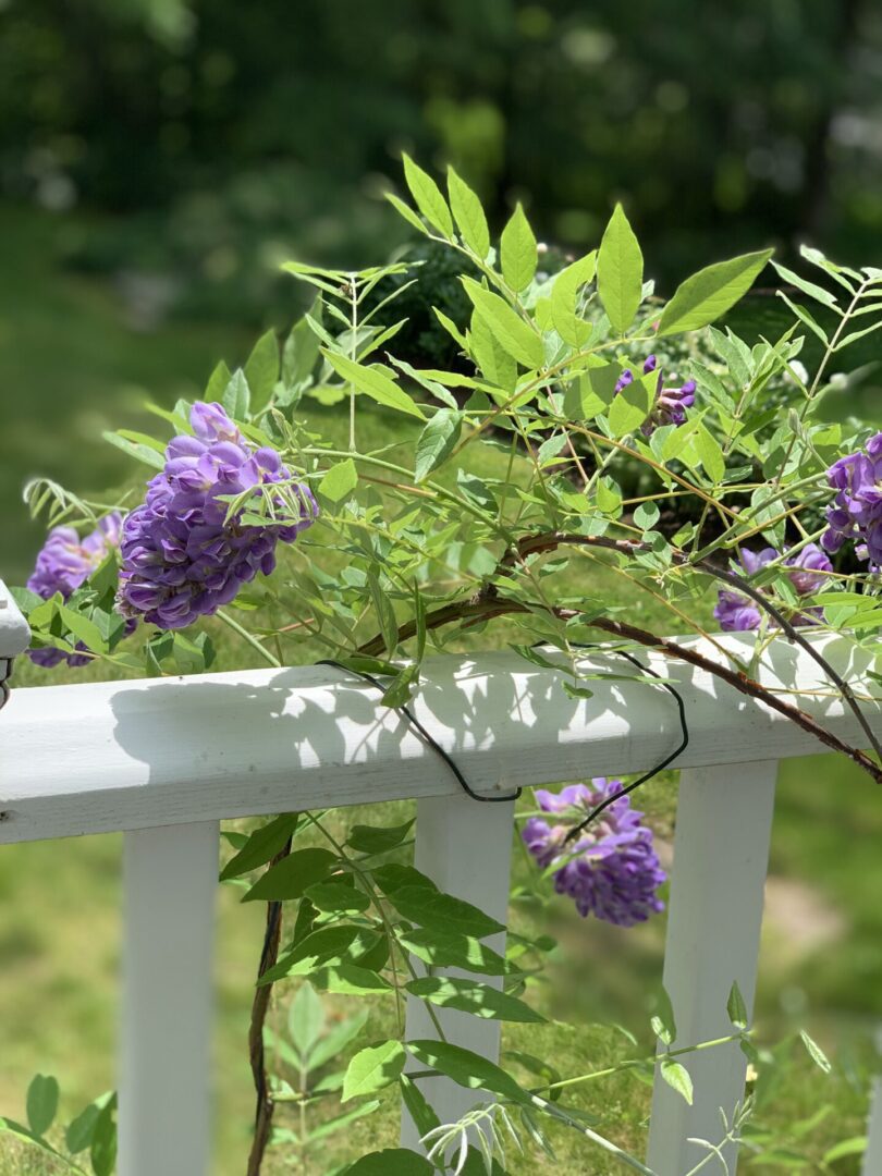 A purple flower bush on top of a white fence.