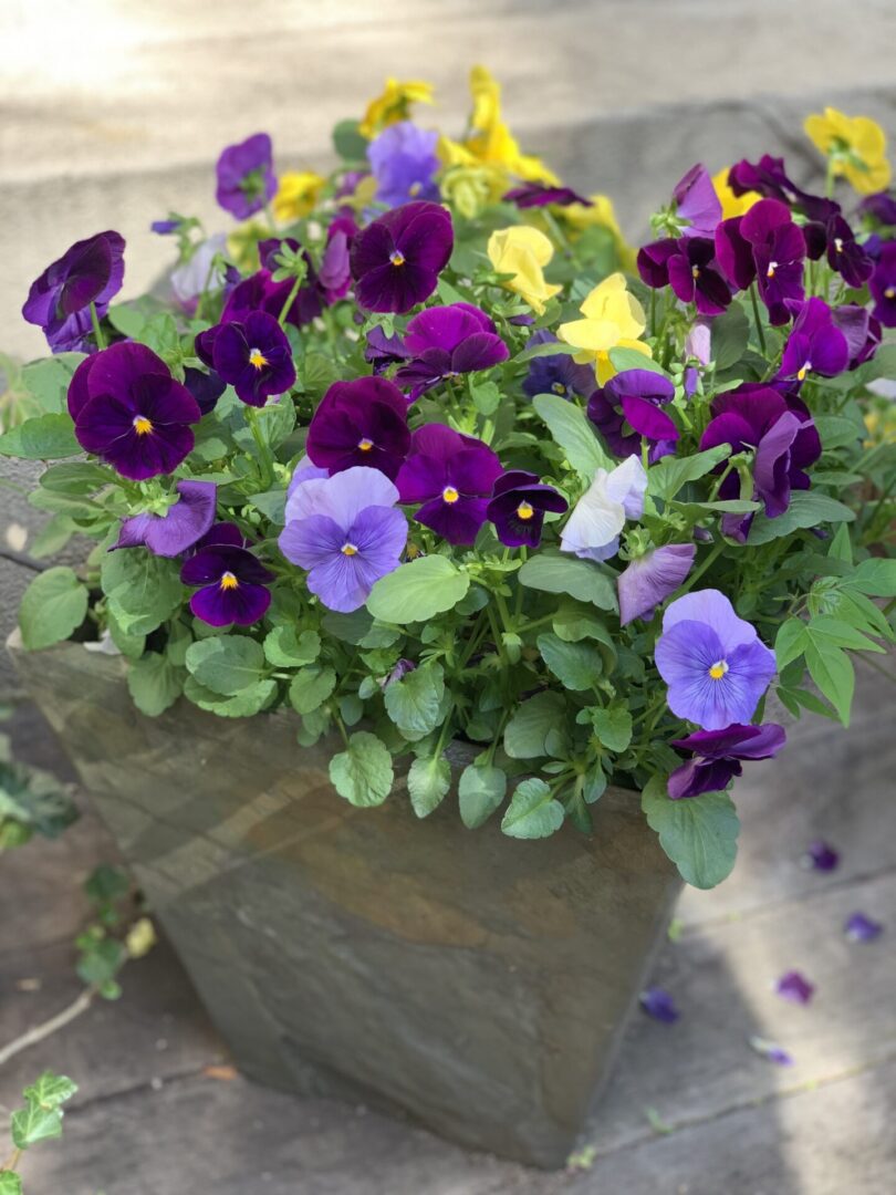 A close up of purple flowers in a pot