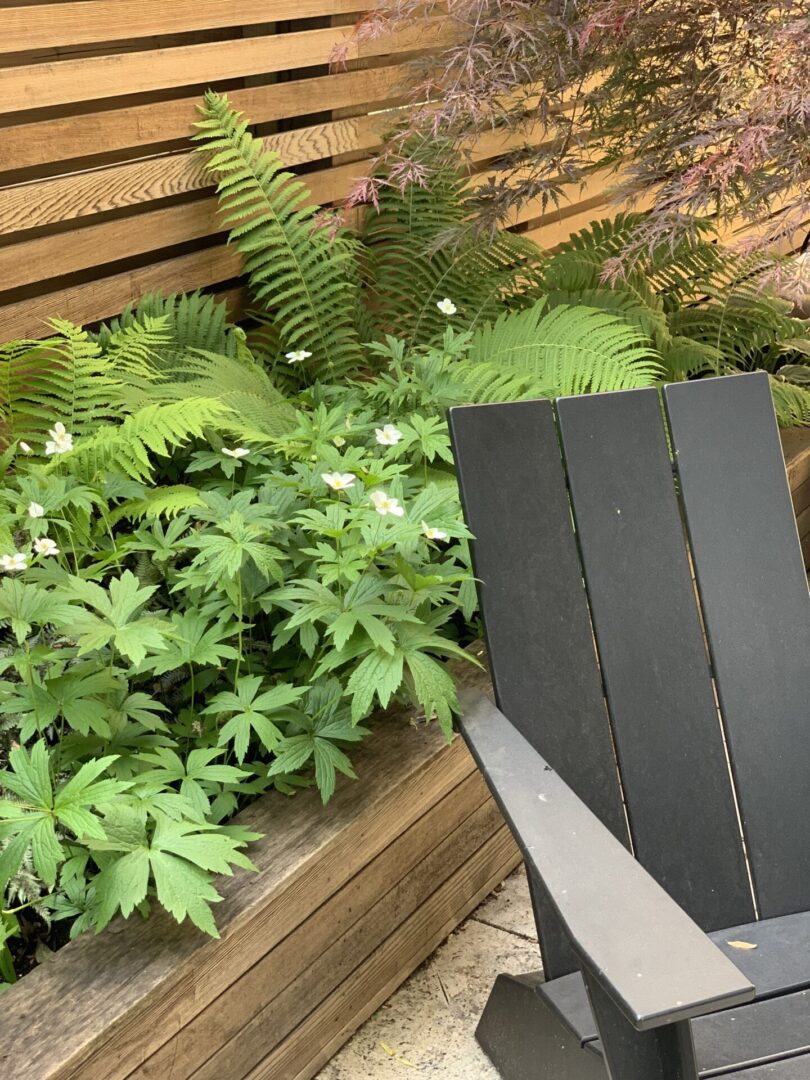 A bench with plants and ferns in the background