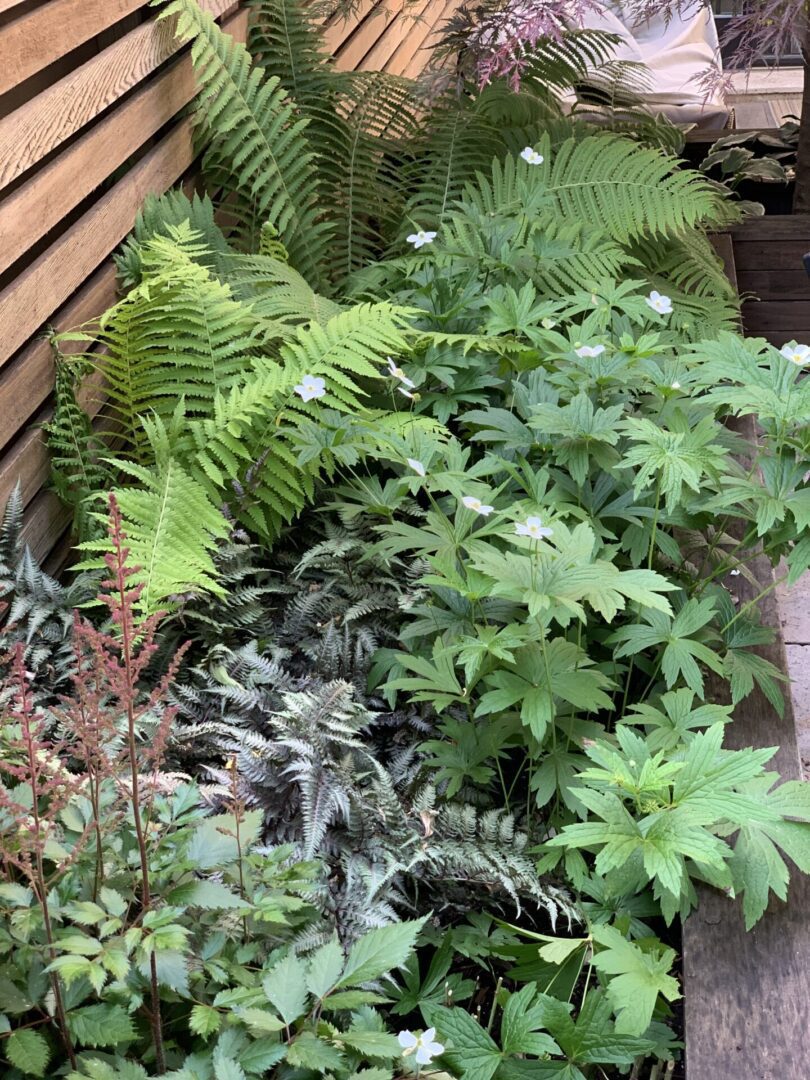 A garden with many different plants and flowers.