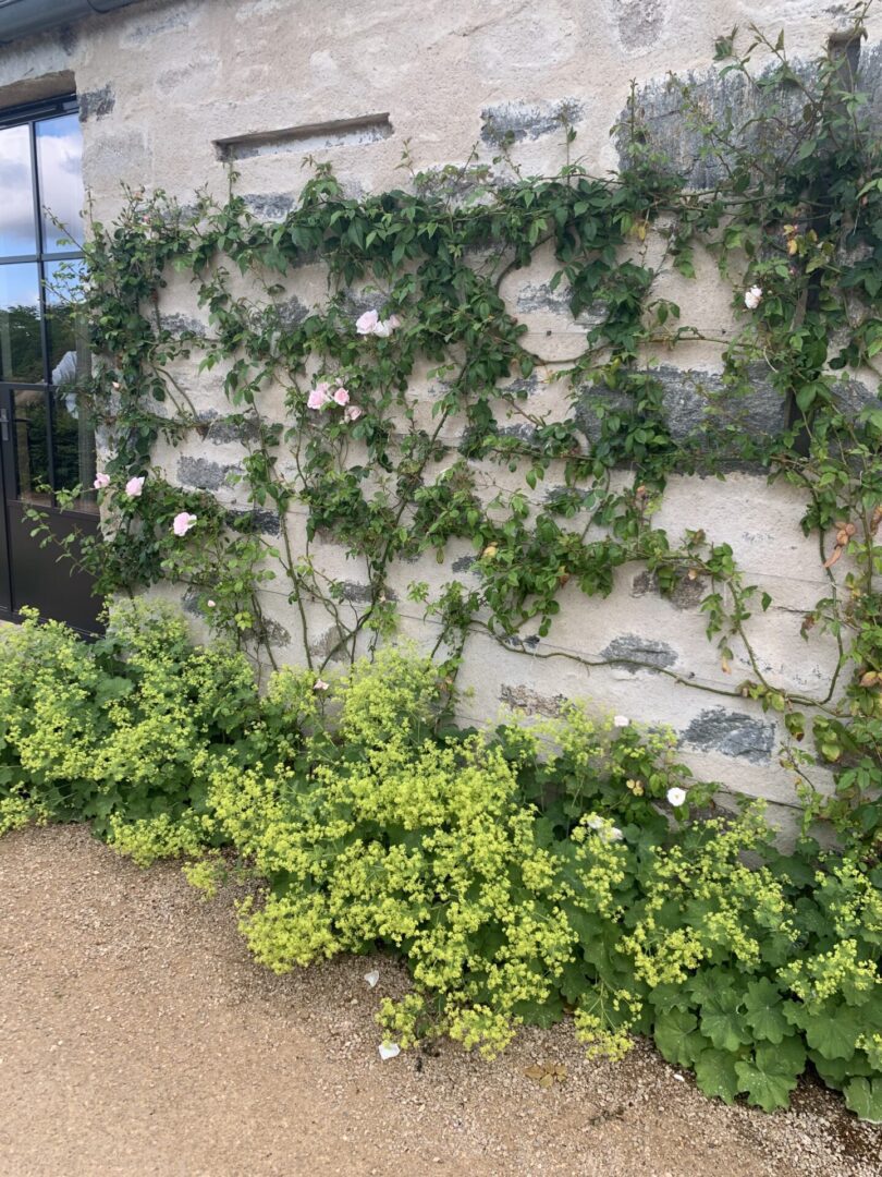 A wall with green plants growing on it