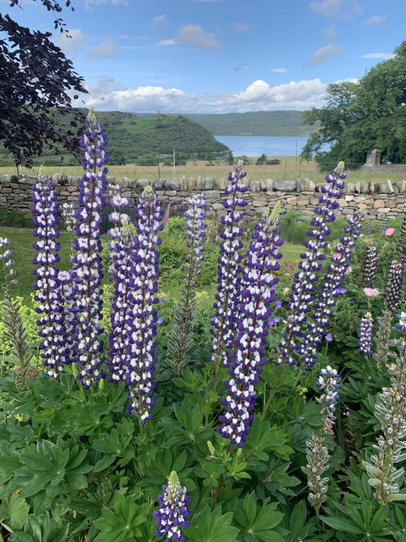 A field of purple flowers with trees in the background.