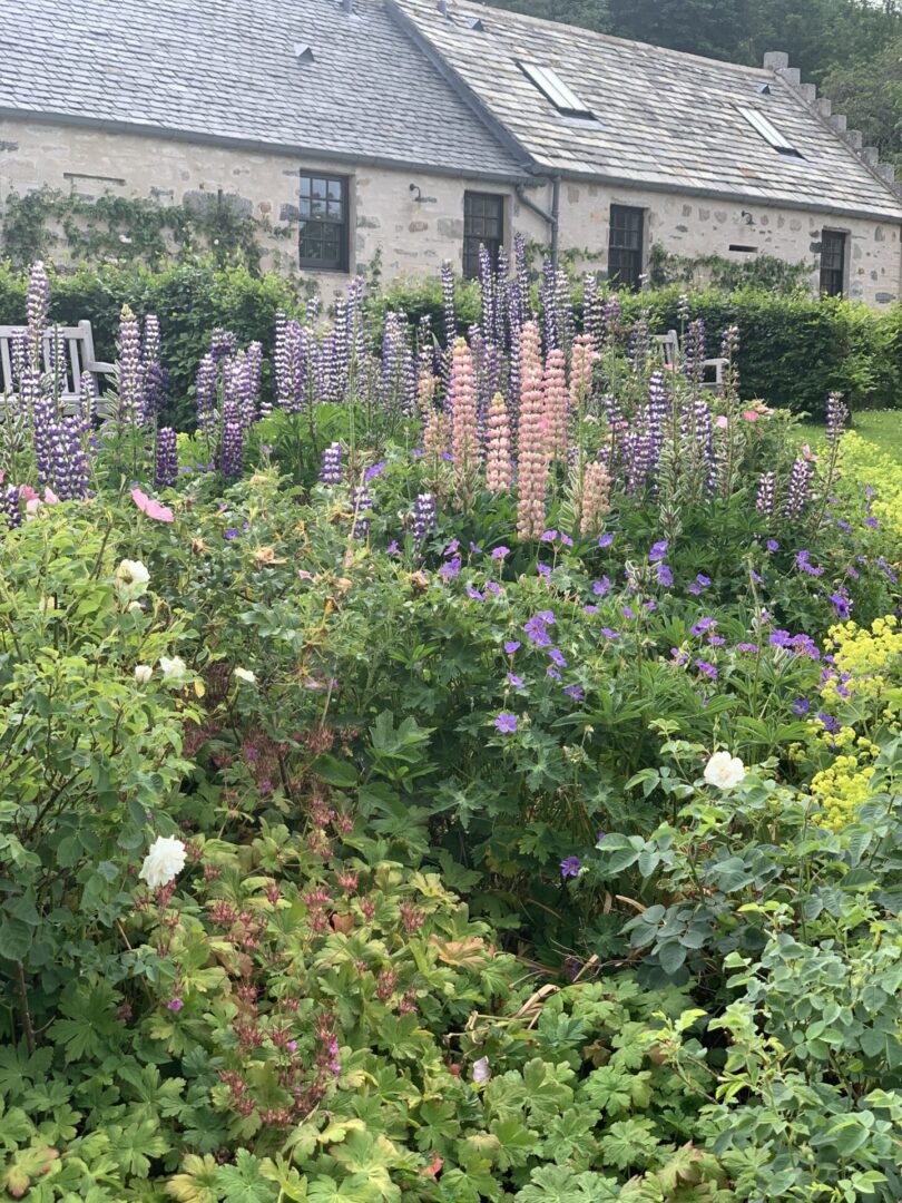 A garden with many flowers and bushes