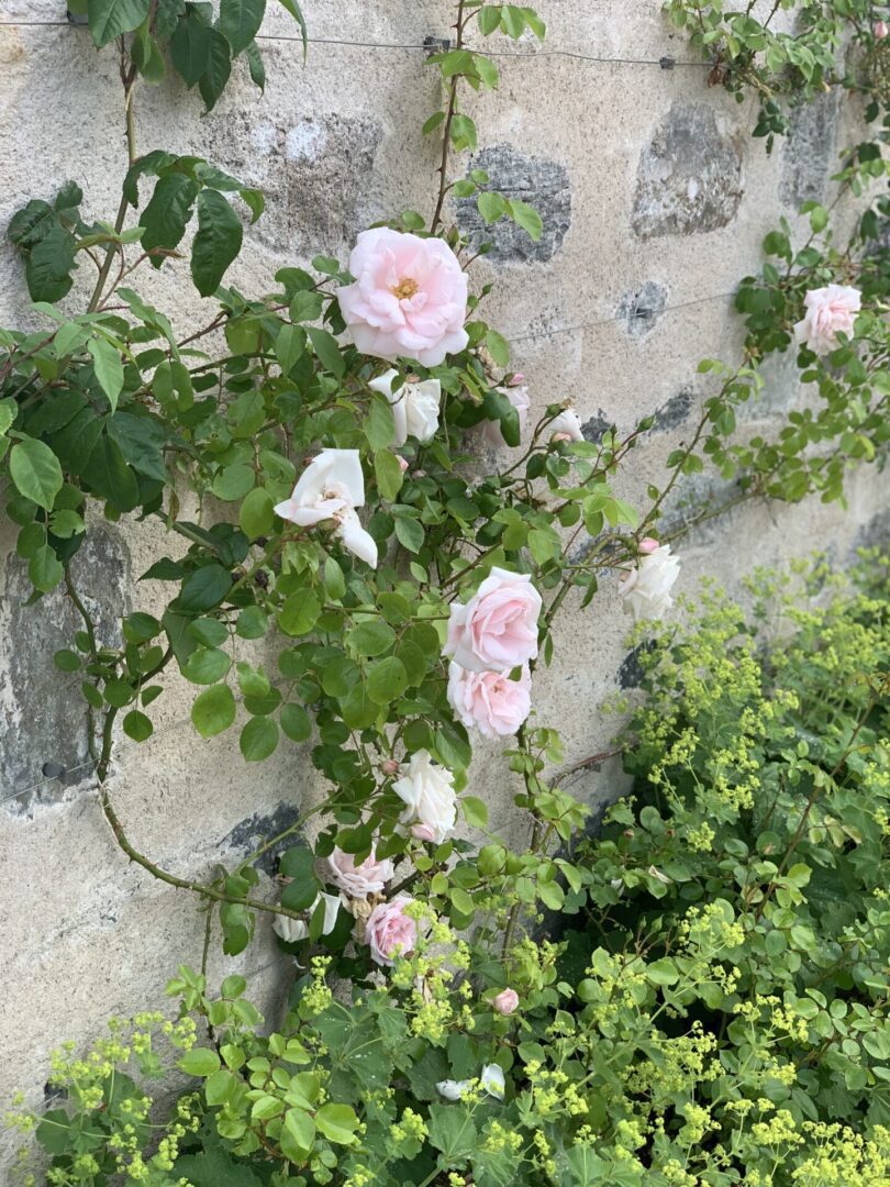 A wall with flowers growing on it