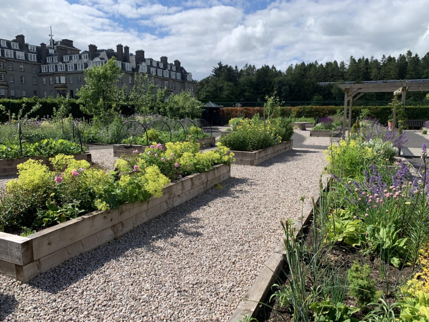 A garden with many plants and flowers in it