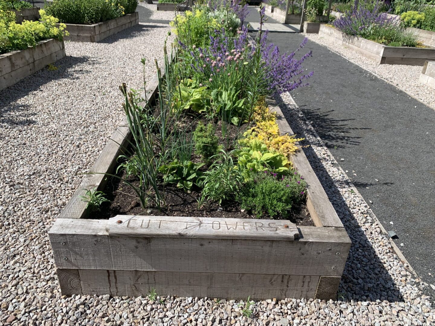 A garden bed with plants and flowers in it.