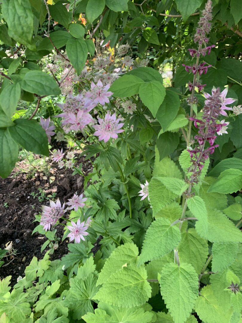 A close up of some purple flowers in the grass.