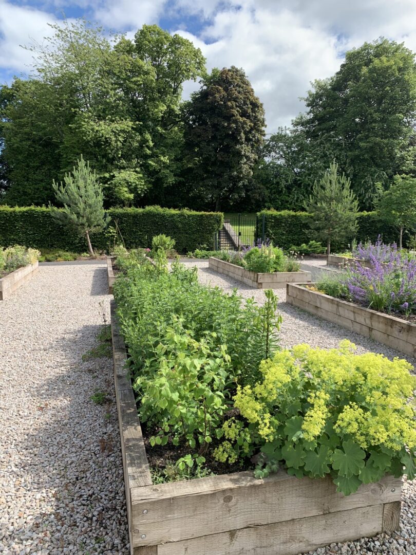 A garden with many plants and trees