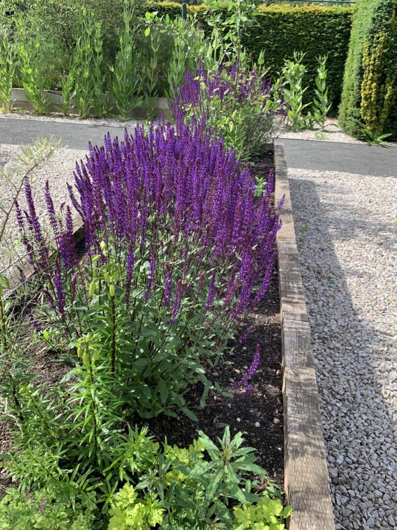 A purple flower bed with gravel and plants.