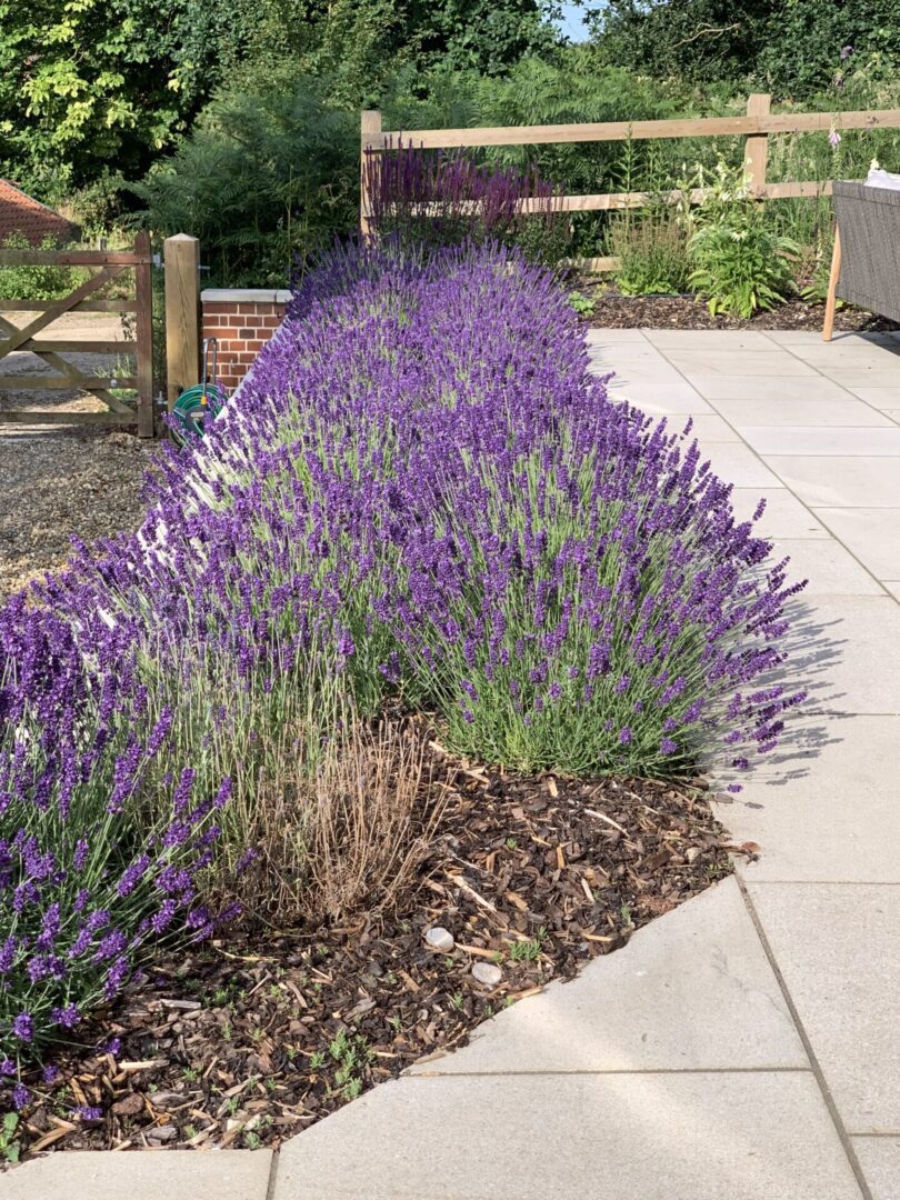 A garden with purple flowers growing in the middle of it.