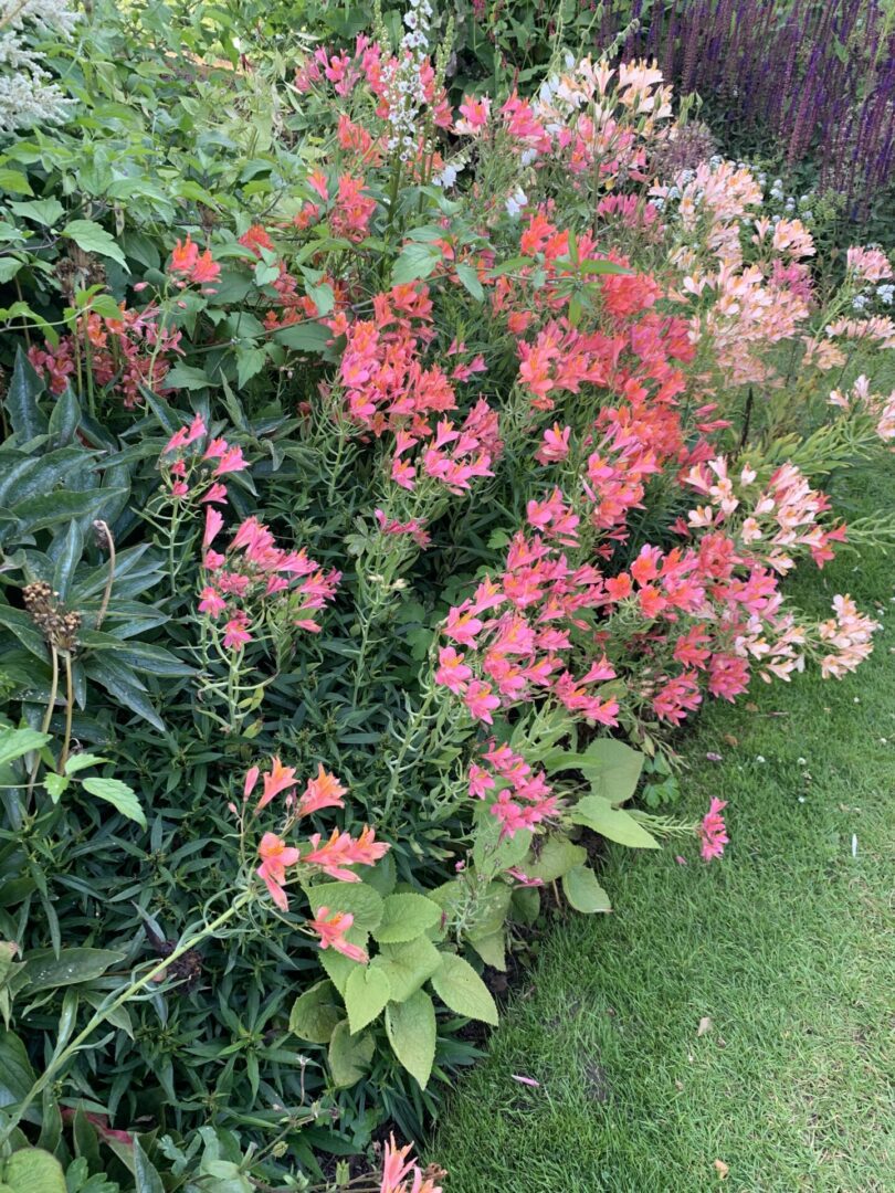 A garden with many different plants and flowers.