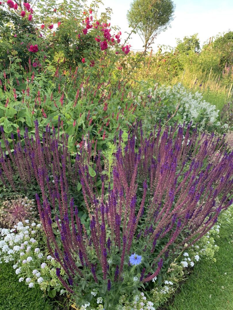 A purple plant in the middle of a garden.