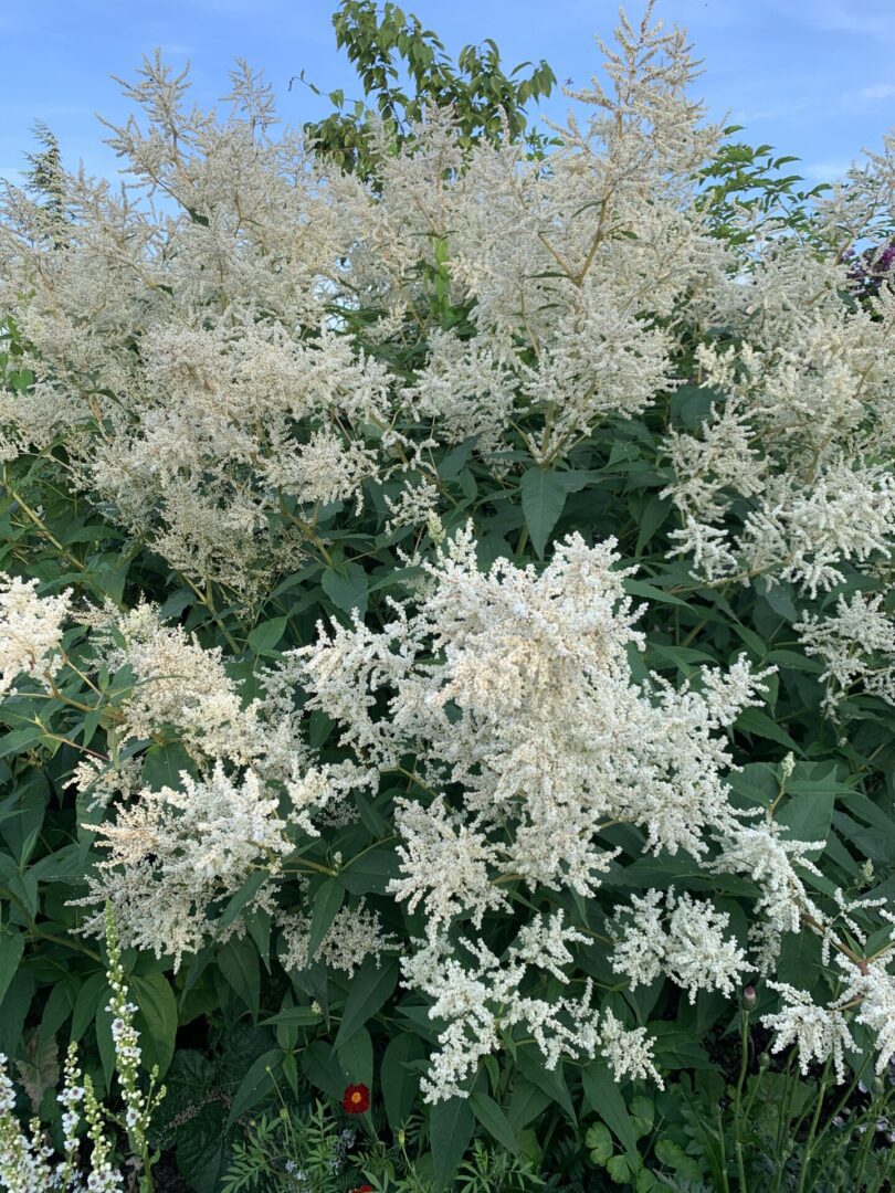 A close up of some white flowers in the grass