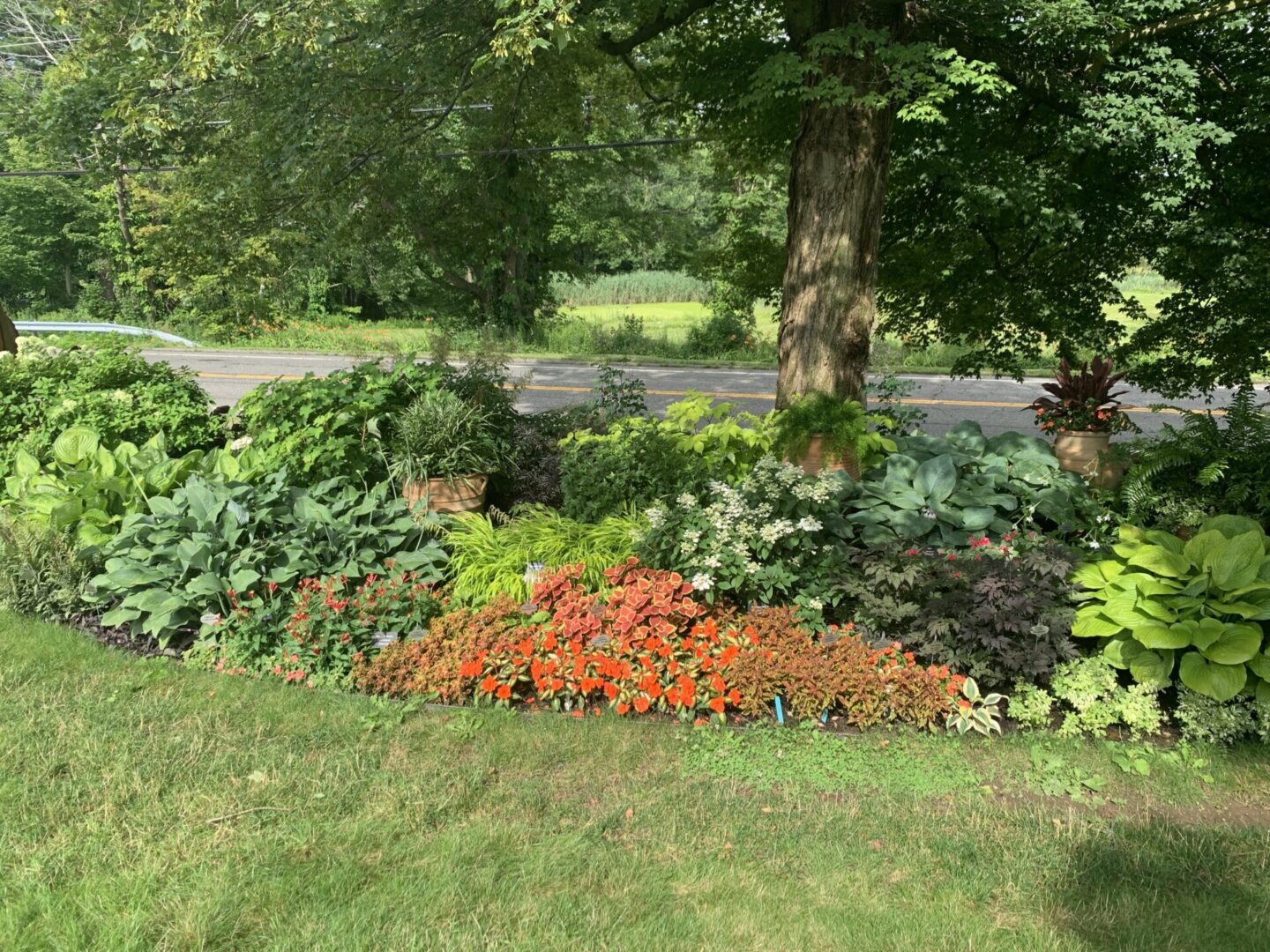 A garden with many different plants and trees