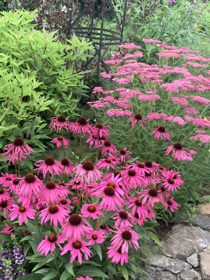 A garden with pink flowers and green plants.