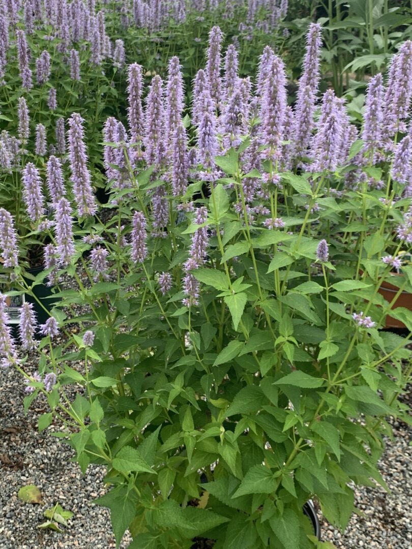 A close up of the plant in front of other plants