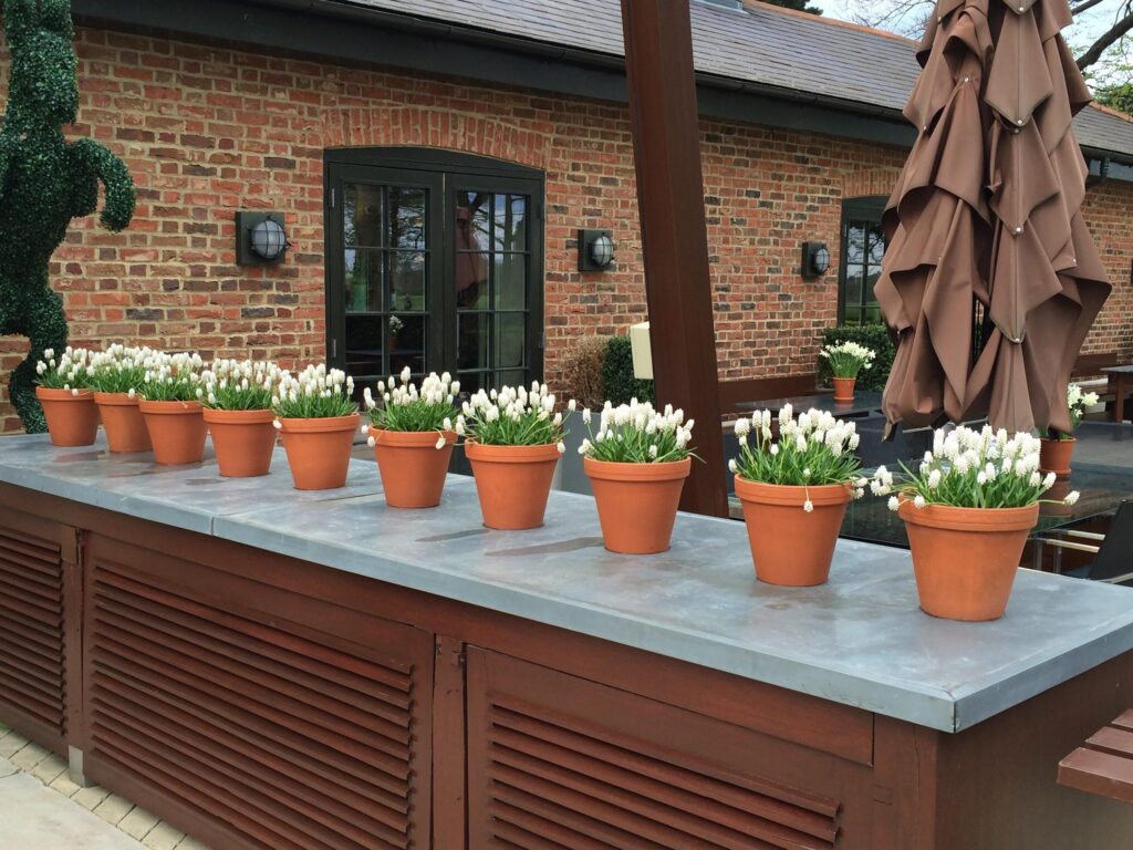 A row of potted flowers on top of a table.