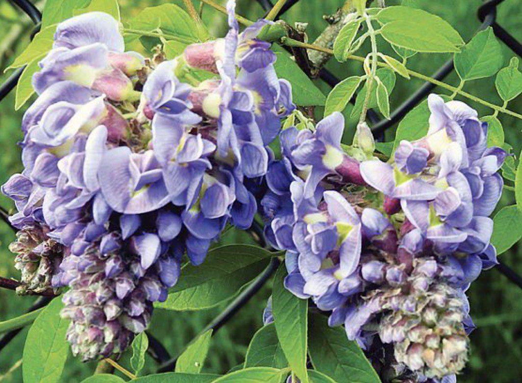 A close up of purple flowers on a tree