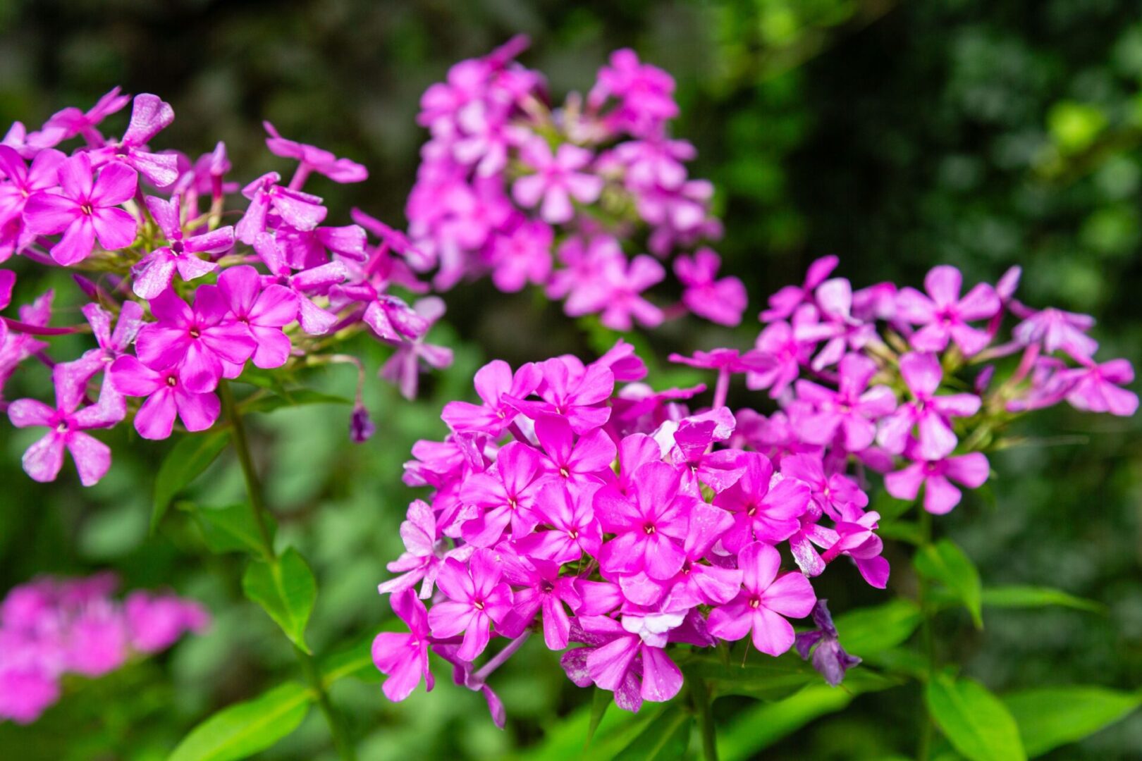 A close up of some purple flowers in the grass