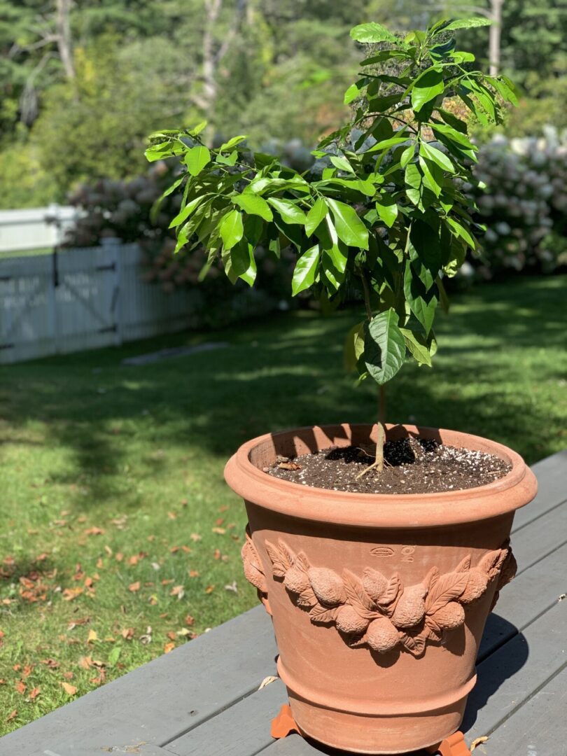 A potted plant sitting on top of a wooden deck.