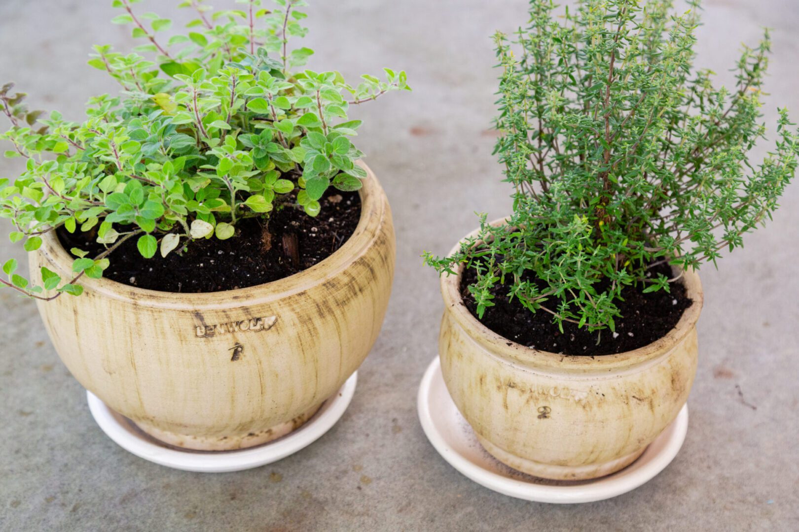 Two pots with plants in them on a table.