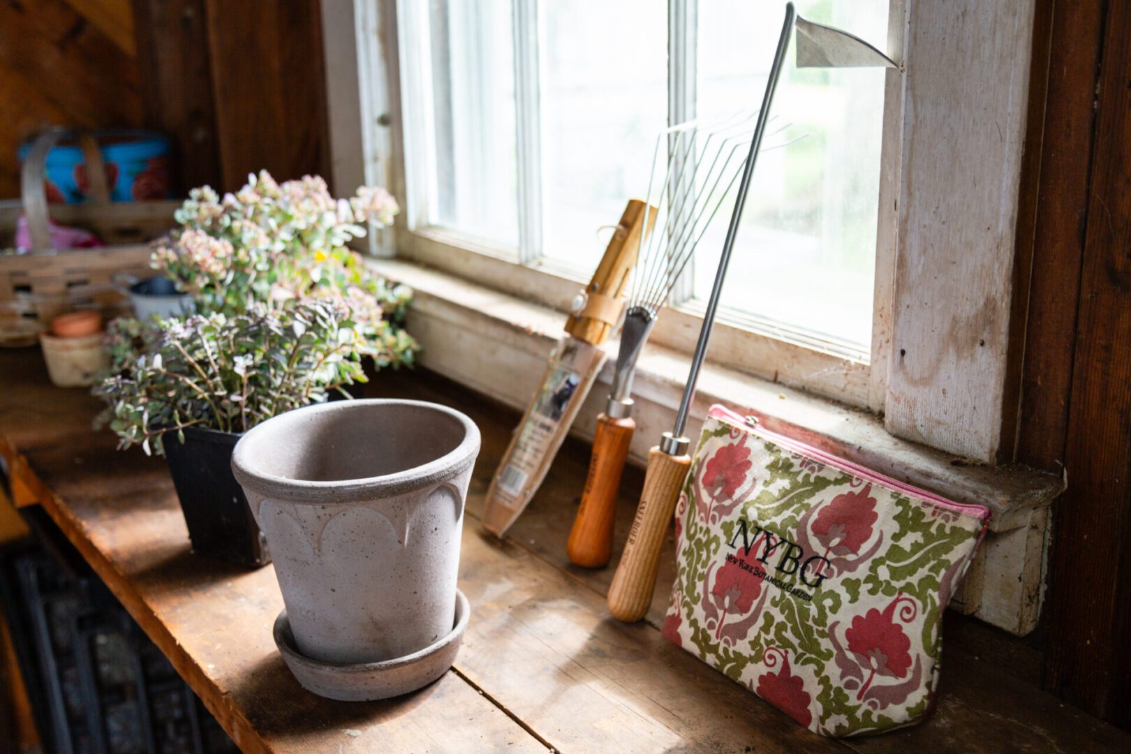 A potted plant sitting on top of a wooden table.