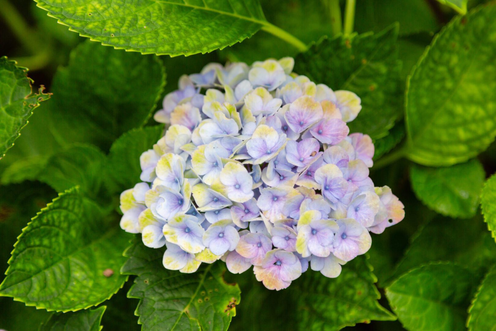 A close up of the flowers on a plant