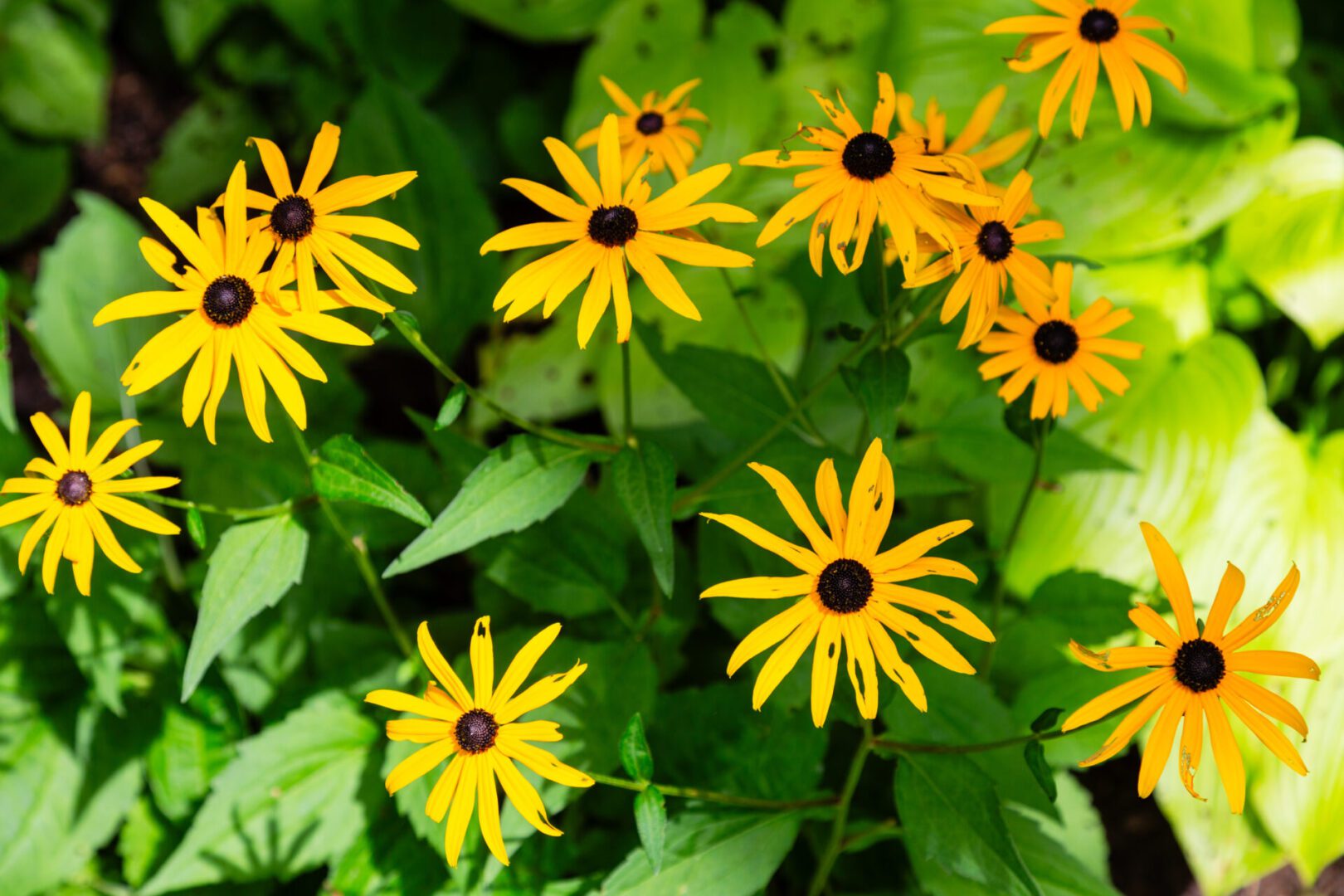 A group of yellow flowers with black centers.