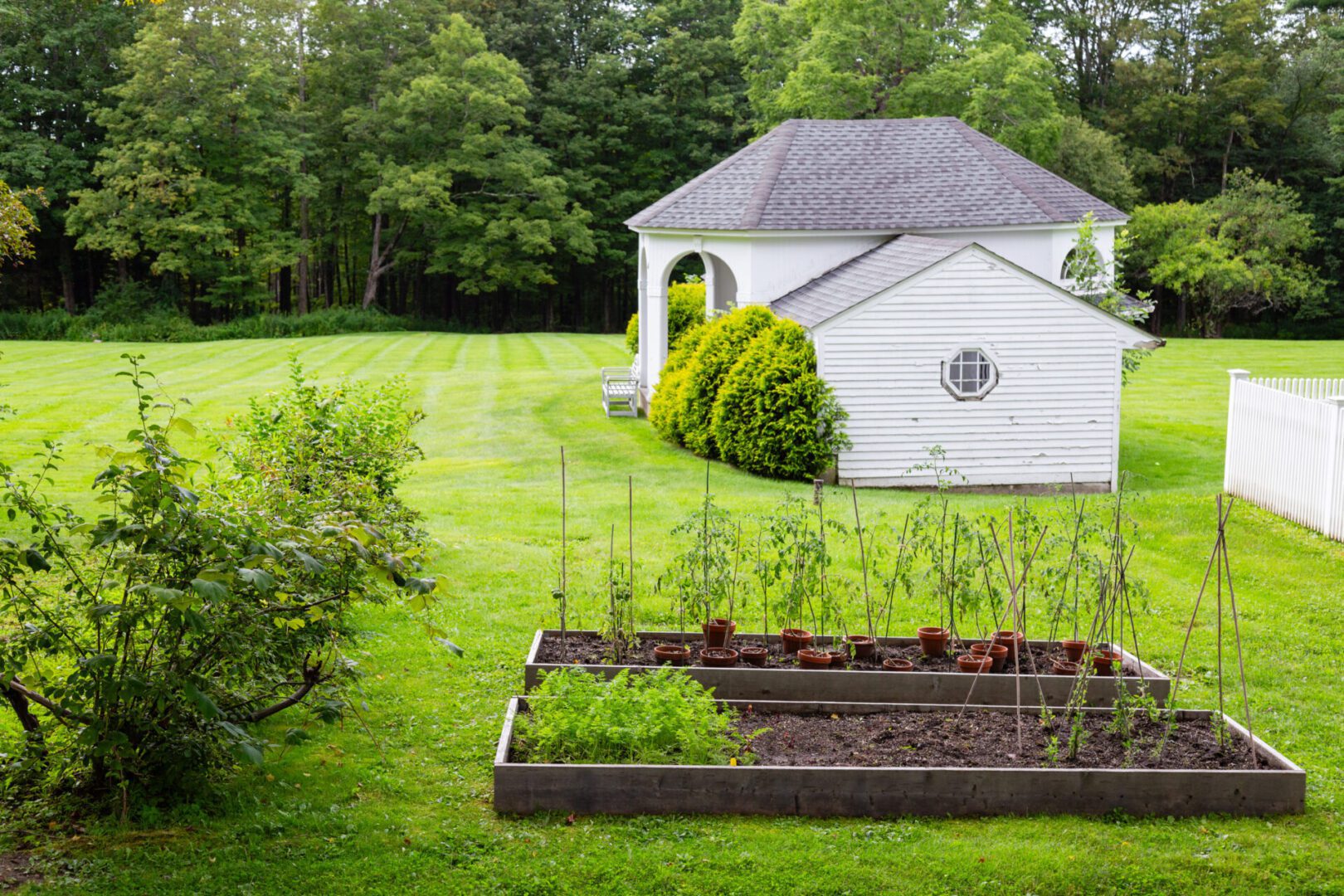 A garden with many plants and trees in the background.