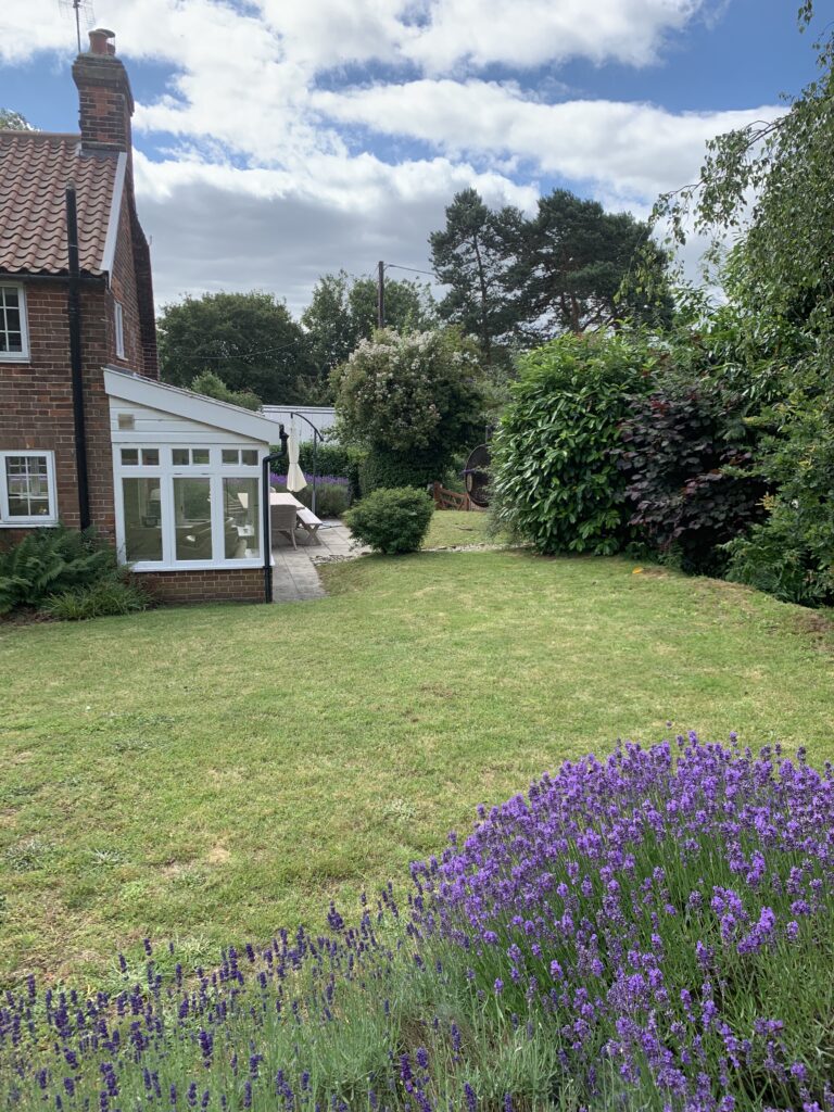 A garden with purple flowers and bushes in the background.