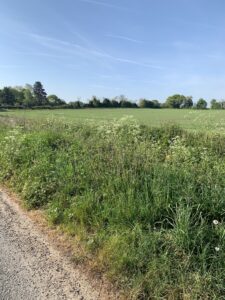 A field with green grass and trees in the background.