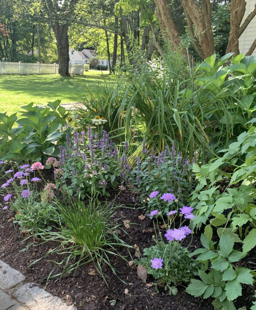 A garden with purple flowers and green plants.