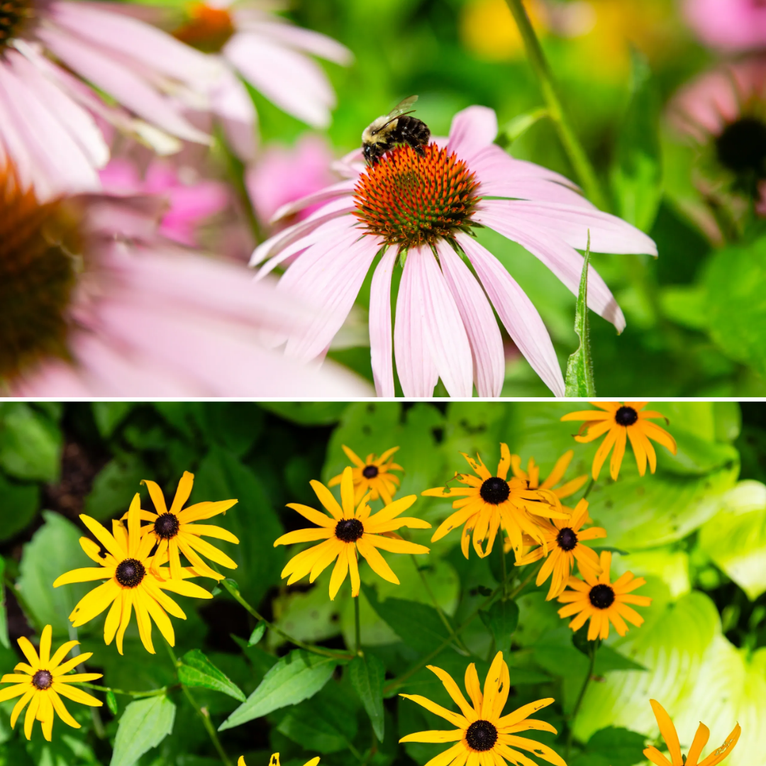 A close up of two different flowers with one flower in the middle